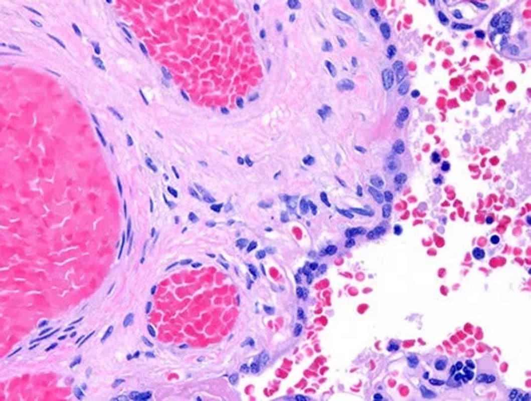 histocore-peloris-3-Crisp-Clear-Stains